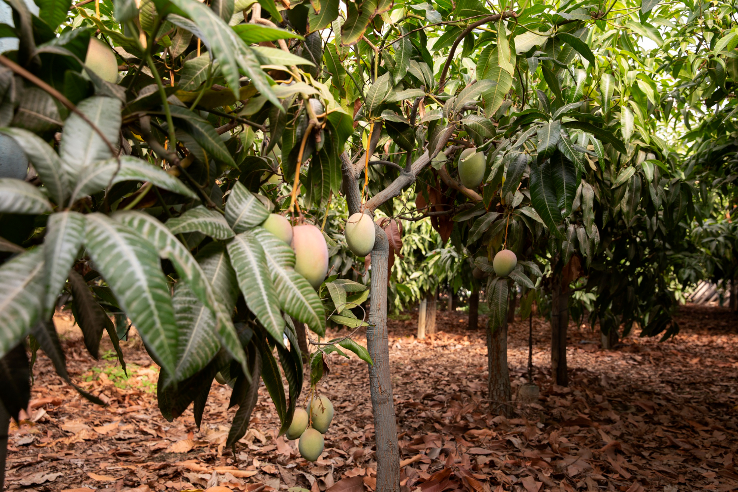 Mango orchard